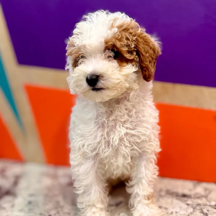 Male Mini Poodle puppy named Nacho for sale at Petland Rogers.