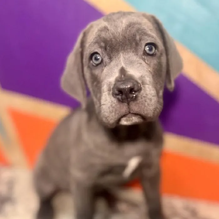Male Cane Corso puppy named Billy for sale at Petland Rogers.