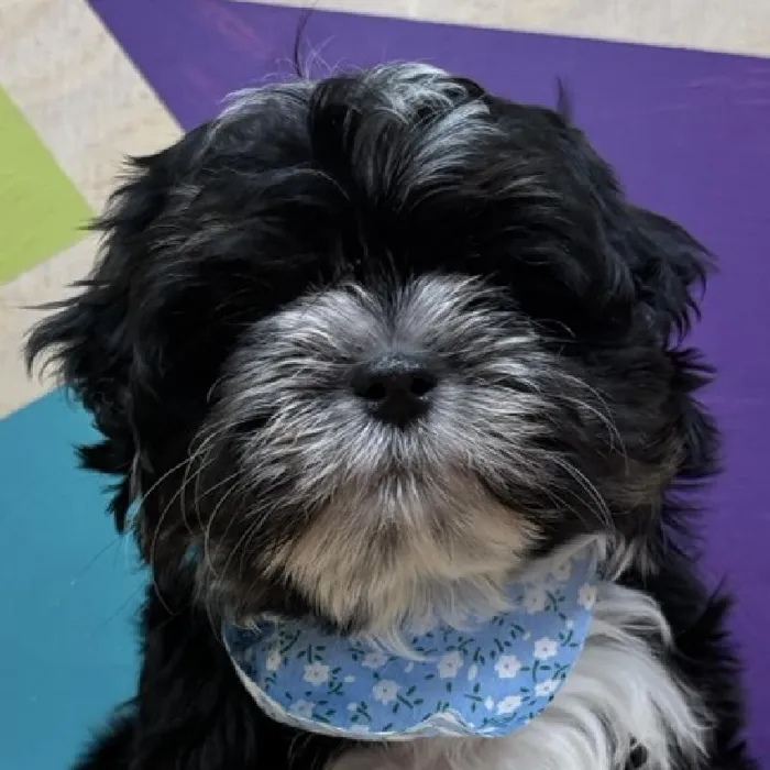 Male Shipoo puppy named Rocky for sale at Petland Wichita West.