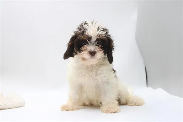 Female Cavapoo puppy for sale at Petland Rogers.