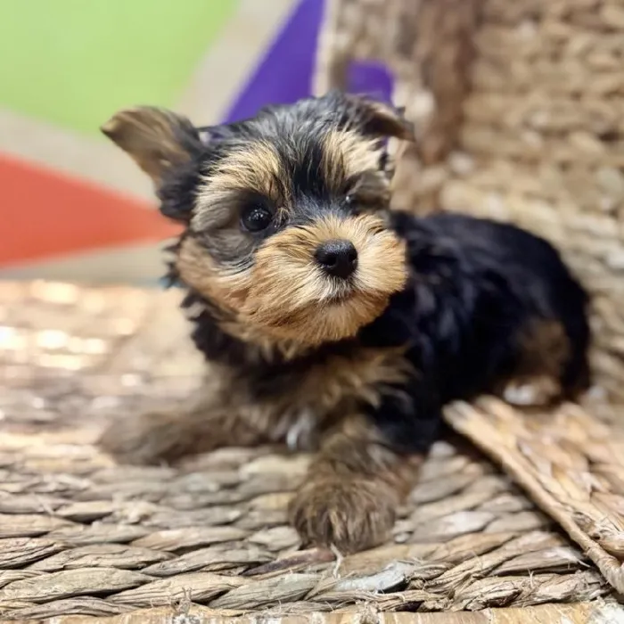 Male Yorkie Puppy for Sale in Rogers, AR