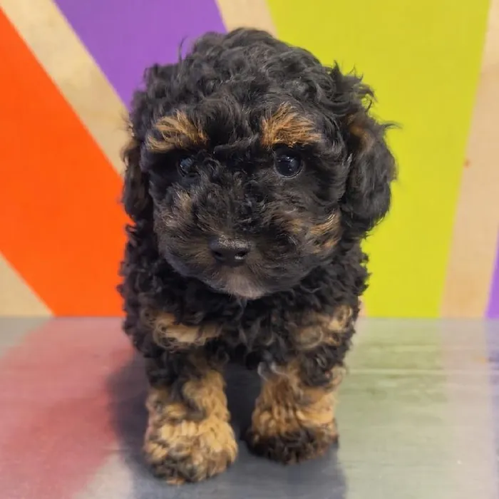 Male Mini Poodle Puppy for Sale in Joplin, MO