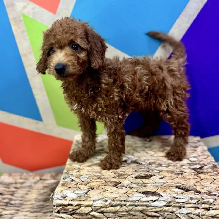 Female F1B Mini Goldendoodle Puppy for Sale in Rogers, AR