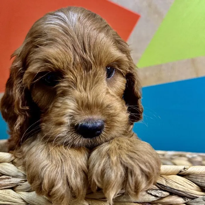 Male Cockapoo Puppy for Sale in Rogers, AR