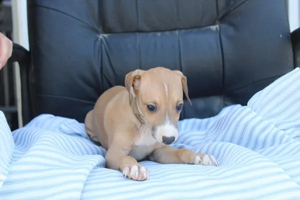 Male Italian Greyhound puppy named Gusano for sale at Petland Fayetteville.