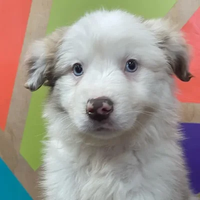 Male Mini Aussie Puppy for Sale in Joplin, MO