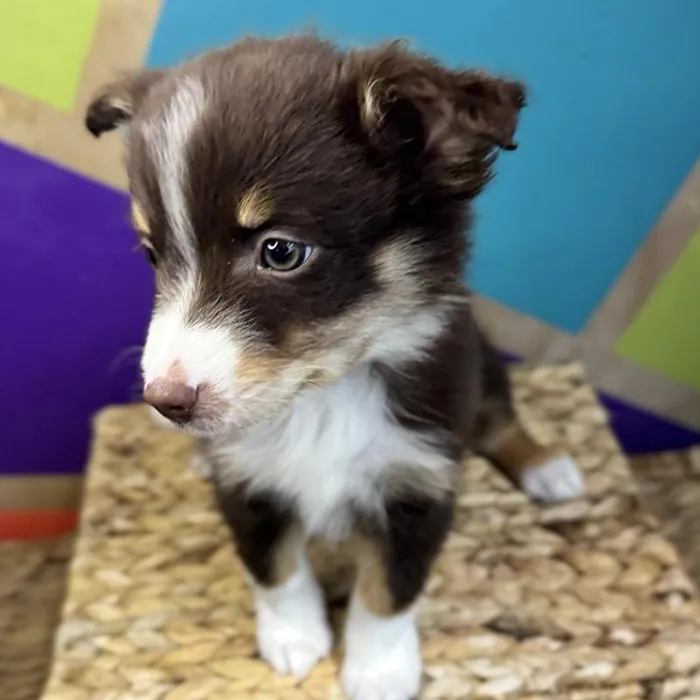 Female Mini Aussie Puppy for Sale in Rogers, AR