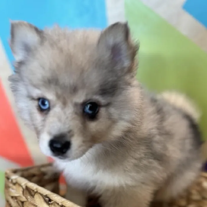 Male Pomsky Puppy for Sale in Joplin, MO