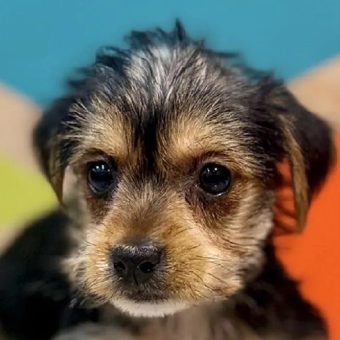 Female Yorkie Puppy for Sale in Joplin, MO