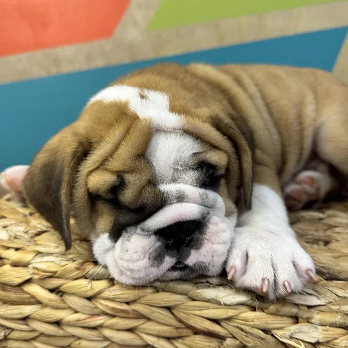 Male English Bulldog Puppy for Sale in Rogers, AR