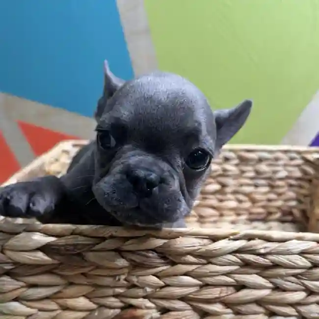 Female French Bulldog Puppy for Sale in Rogers, AR