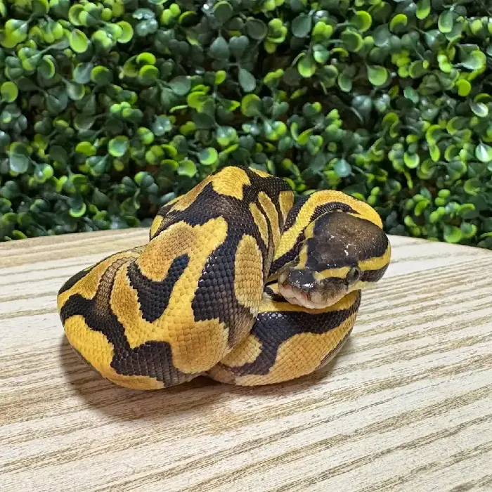 Female Ball Python reptile for sale at Petland Joplin.