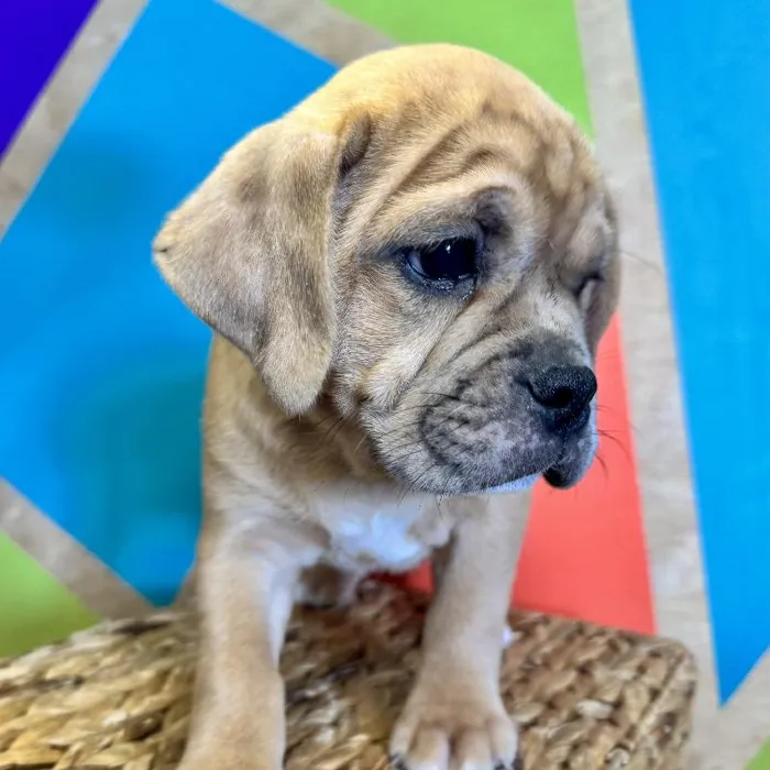 Male Mini Bulldog Puppy for Sale in Rogers, AR