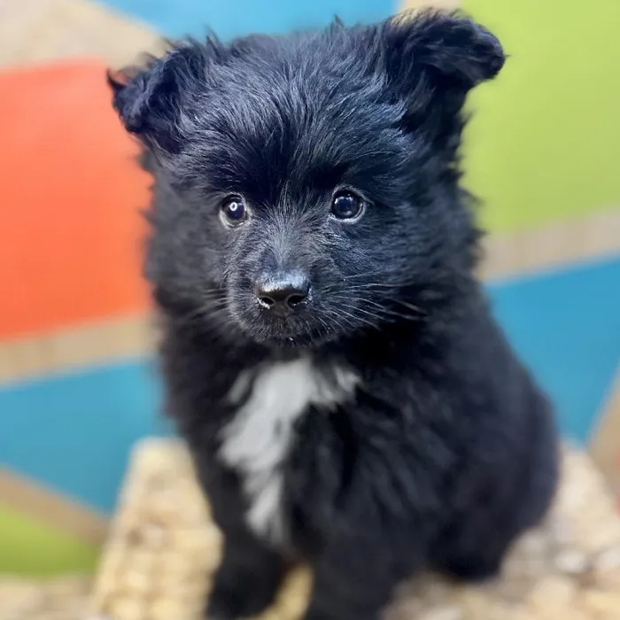 Male Pomeranian Puppy for Sale in Rogers, AR