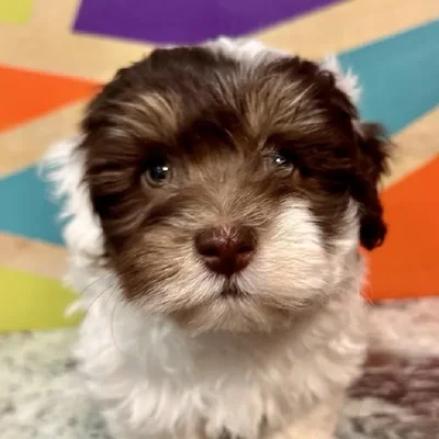Male Havanese Puppy for Sale in Fayetteville, AR