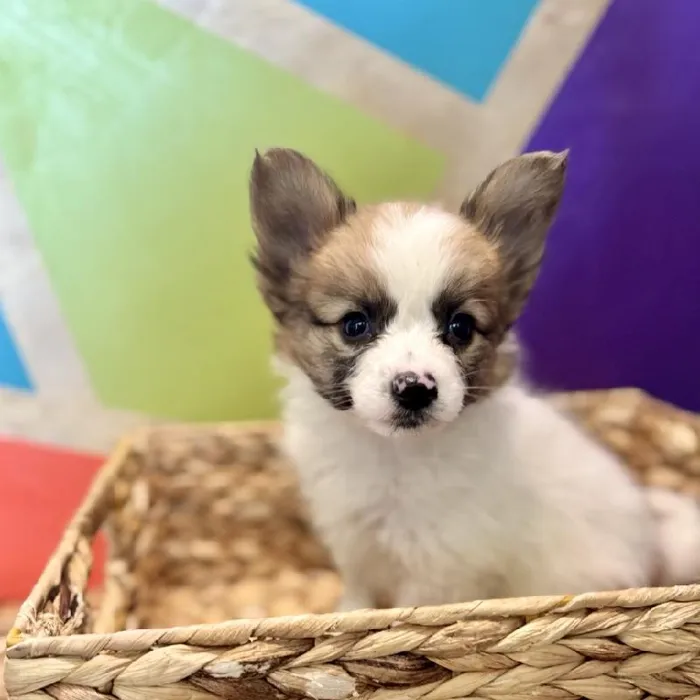 Male Papillon Puppy for Sale in Rogers, AR