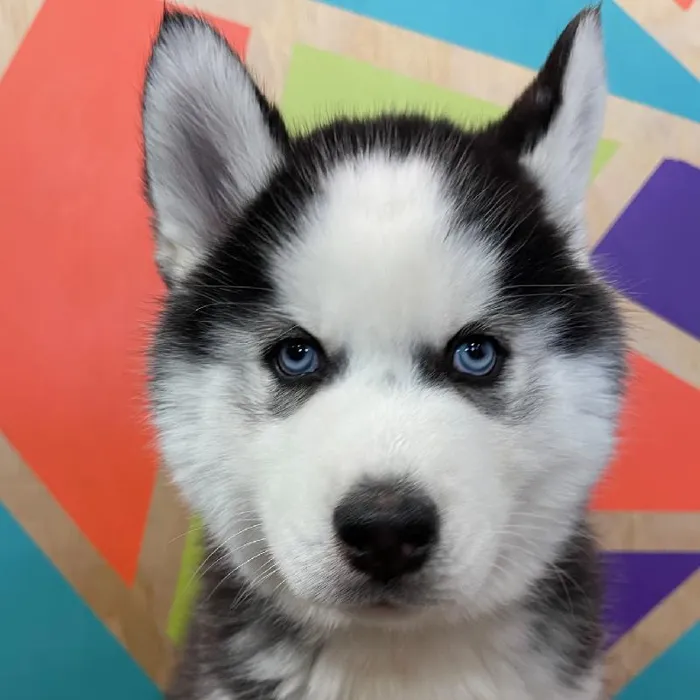Male Siberian Husky Puppy for Sale in Joplin, MO