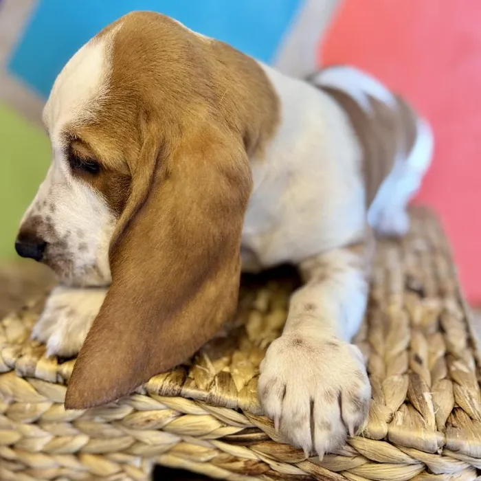 Male Basset Hound Puppy for Sale in Rogers, AR