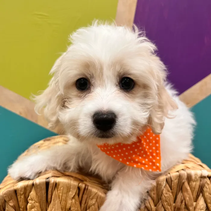 Male Maltese puppy named Milton for sale at Petland Wichita West.