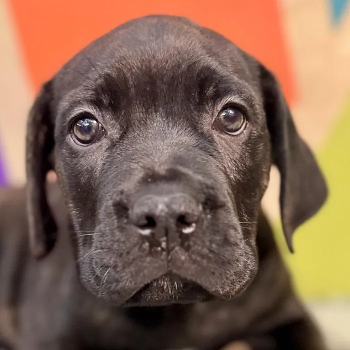 Male Cane Corso puppy named Rome for sale at Petland Rogers.