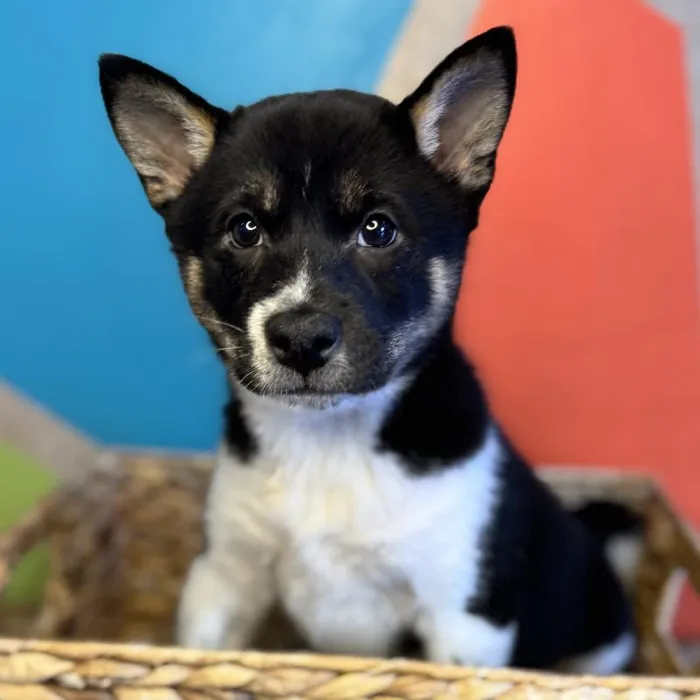 Male Shiba Inu Puppy for Sale in Rogers, AR