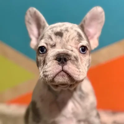 Female French Bulldog Puppy for Sale in Rogers, AR
