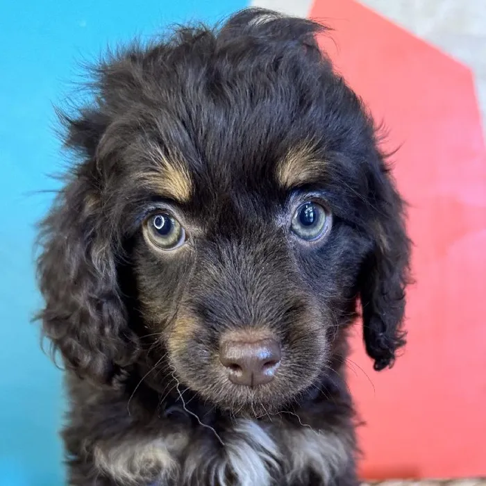 Female Cockapoo Puppy for Sale in Rogers, AR