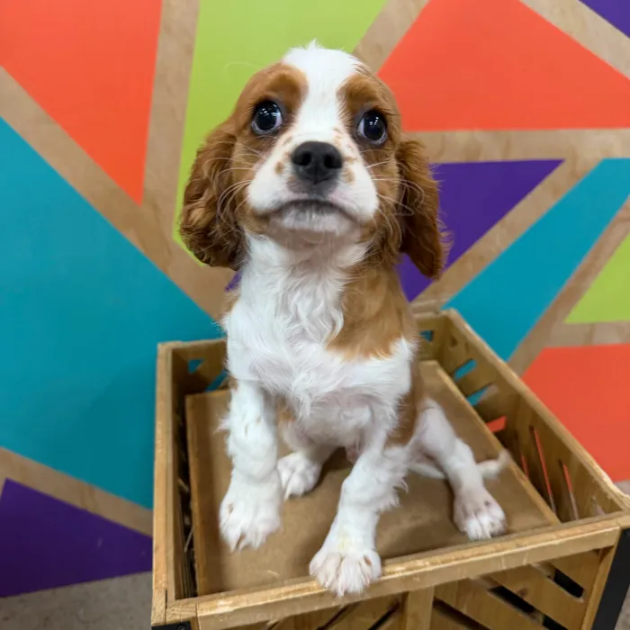 Male Cavalier King Charles Spaniel puppy named Cai for sale at Petland Joplin.