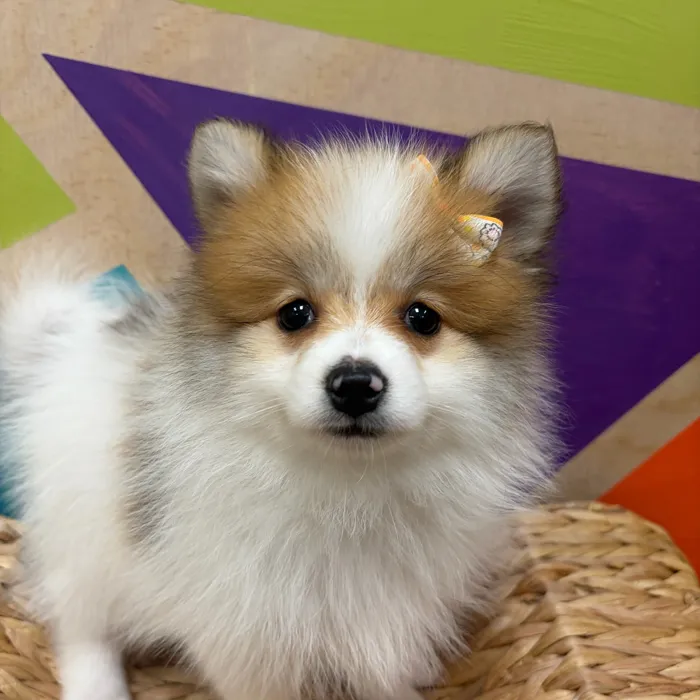 Female Pomeranian puppy named Patty for sale at Petland Wichita West.
