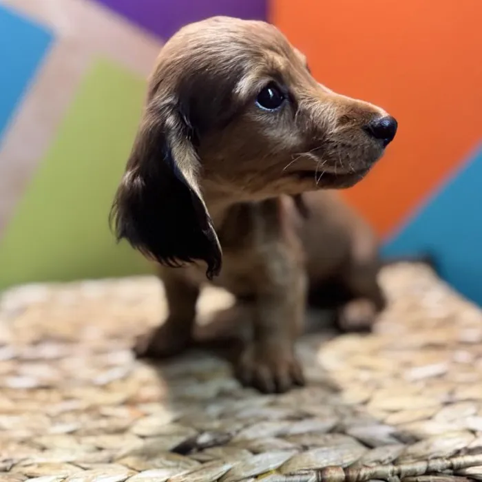 Male Dachshund Puppy for Sale in Rogers, AR