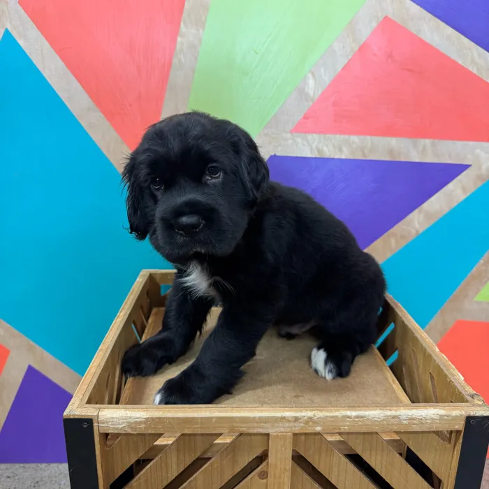 Male Mini Hippo puppy named Ozzy for sale at Petland Rogers.