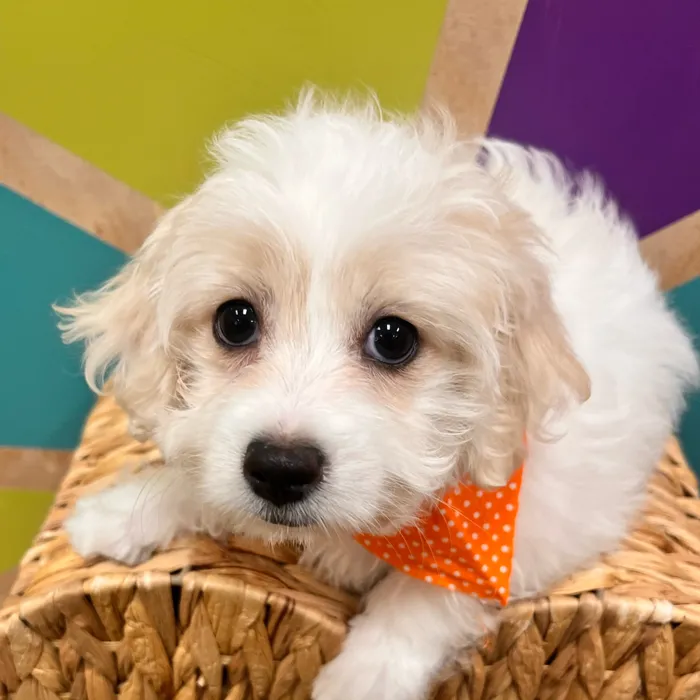 Male Maltese puppy named Milton for sale at Petland Wichita West.