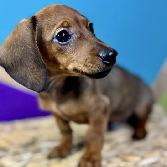 Male Dachshund Puppy for Sale in Rogers, AR