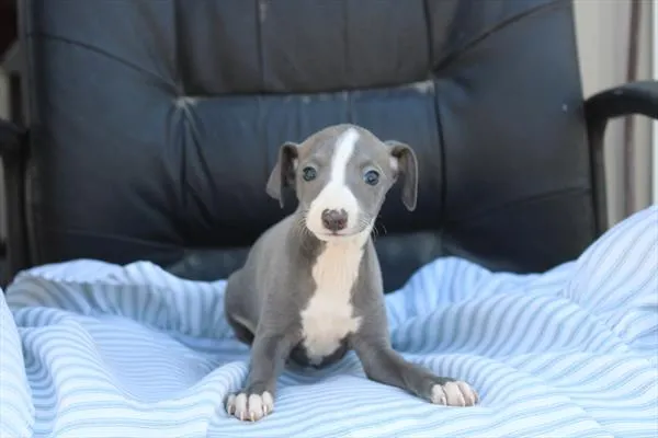 Female Italian Greyhound puppy named Gigi for sale at Petland Joplin.
