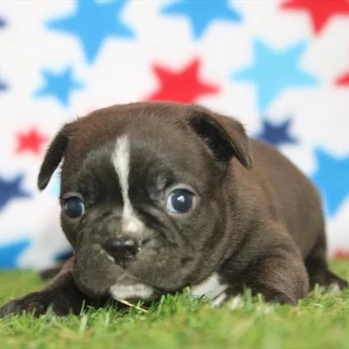 Male Frenchton puppy named Nugget for sale at Petland Fayetteville.