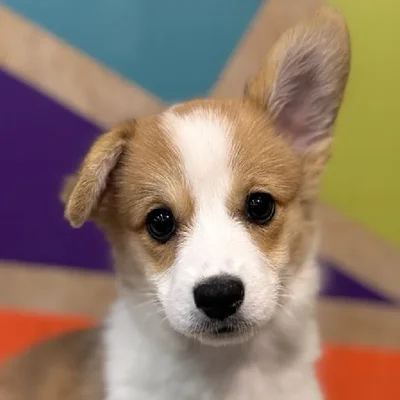 Female Pembroke Welsh Corgi Puppy for Sale in Fayetteville, AR