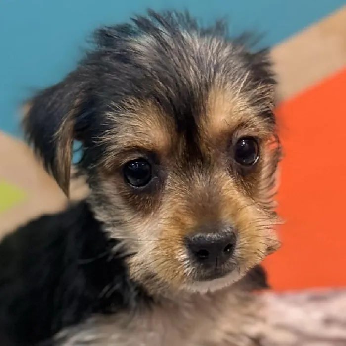 Female Yorkie Puppy for Sale in Joplin, MO