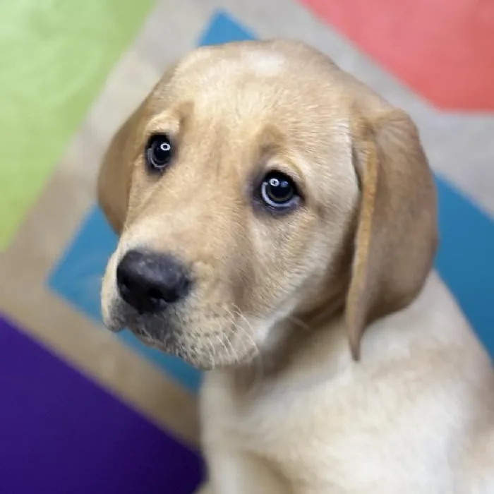 Female Labrador Retriever Puppy for Sale in Rogers, AR
