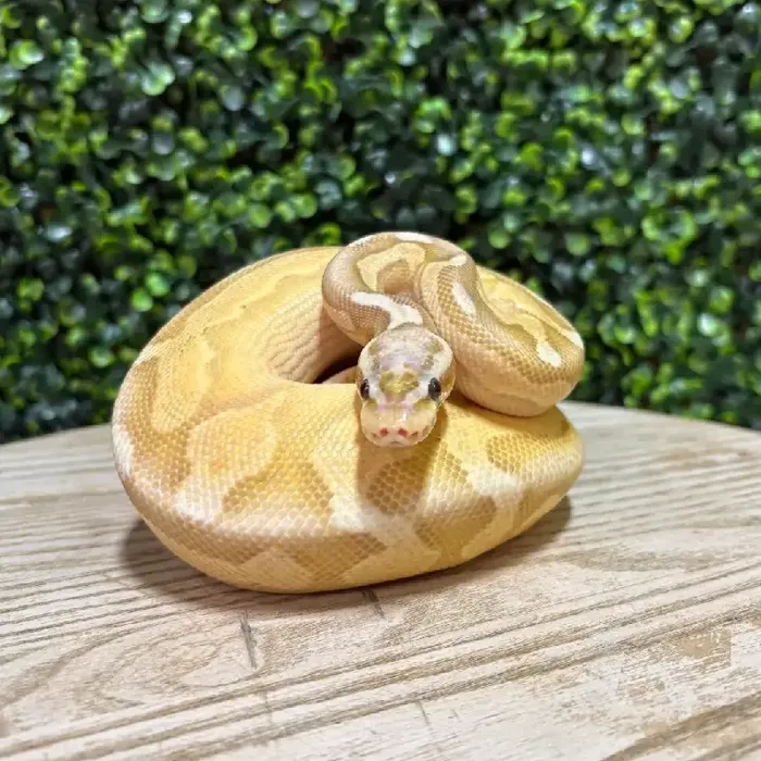 Male Ball Python reptile for sale at Petland Joplin.