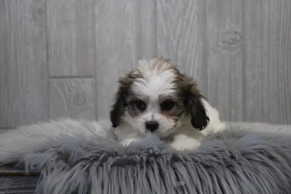 Female Cavachon puppy named Claire for sale at Petland Joplin.