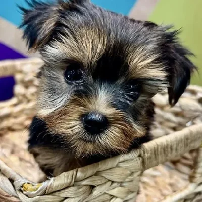 Female Yorkie Puppy for Sale in Rogers, AR