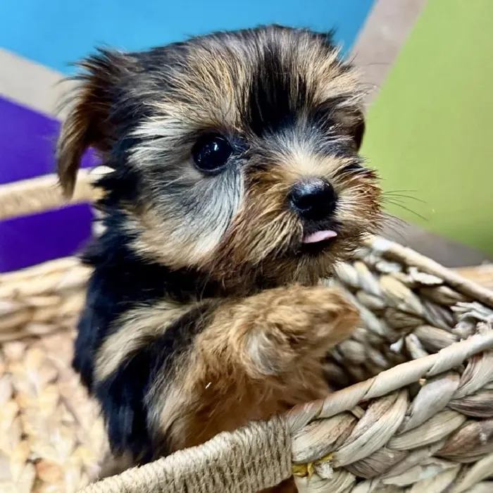 Female Yorkie Puppy for Sale in Rogers, AR