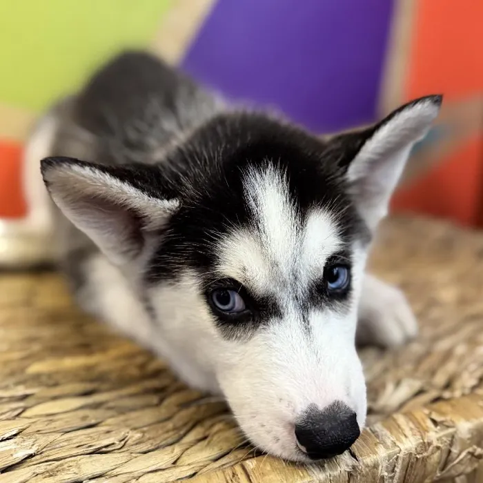 Male Siberian Husky Puppy for Sale in Rogers, AR