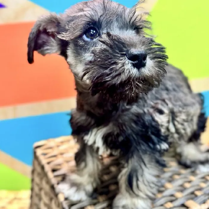 Male Mini Schnauzer Puppy for Sale in Rogers, AR