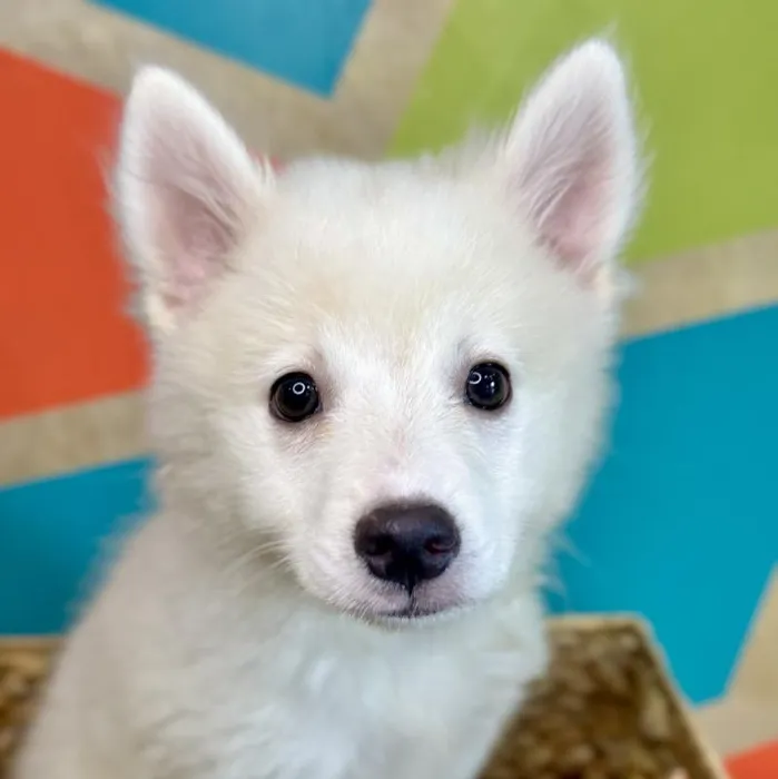 Female American Eskimo Puppy for Sale in Rogers, AR