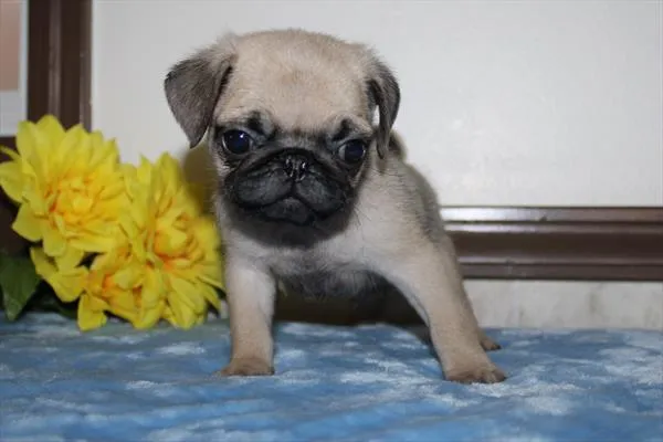 Male Pug puppy for sale at Petland Joplin.