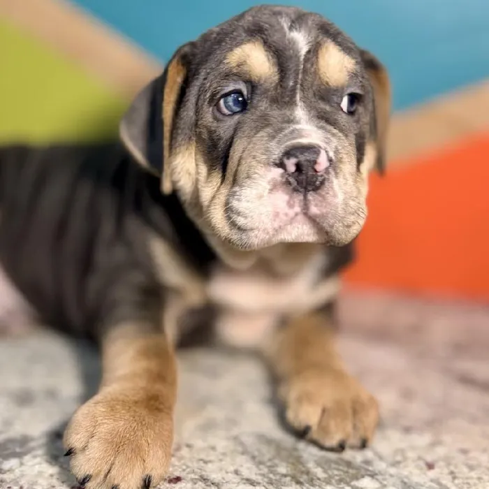 Male Mini Bulldog Puppy for Sale in Joplin, MO