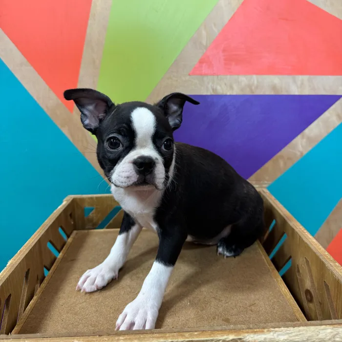 Female Boston Terrier puppy named Mattie for sale at Petland Joplin.