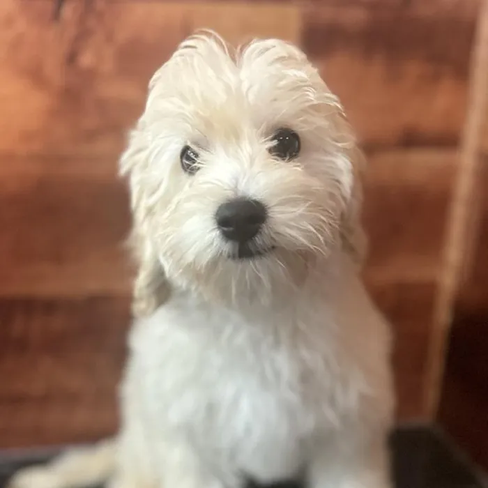 Male Maltipoo puppy named Lorenzo for sale at Petland Fayetteville.
