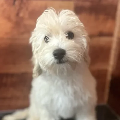 Male Maltipoo Puppy for Sale in Joplin, MO